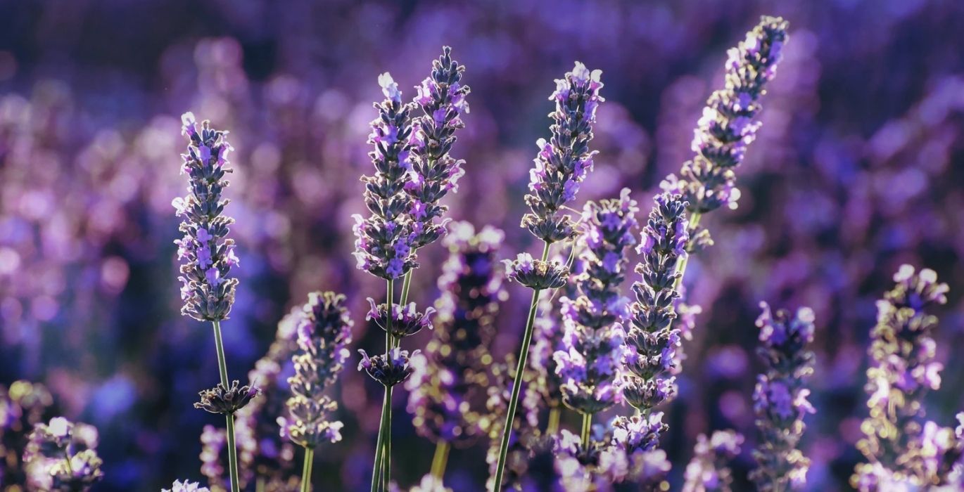 Why You Should Be Cooking With Lavender